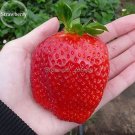 Rare Fragaria Ananassa Huge Strawberry Fruits, 100 Seeds