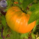 Rare BELLFARM 'Aunt Gertie's Gold' Organic Yellow Beefsteak Heirloom Tomato Bonsai Seeds 100 pcs