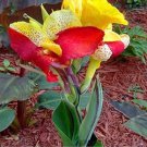 Rare Canna, Colorful 50 seeds