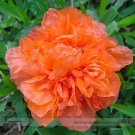 Rare Heirloom Light Red Punica Pomegranate Flower Seeds (No Bear Fruit), Professional Pack, 20 Seeds