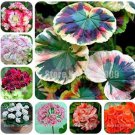 Rare Geranium, 200 seeds Mixed