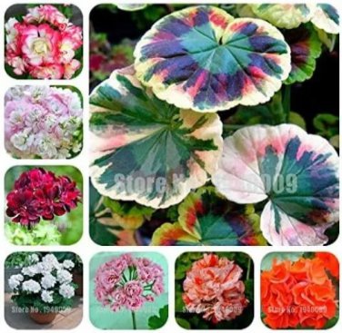 Rare Geranium, 200 seeds Mixed
