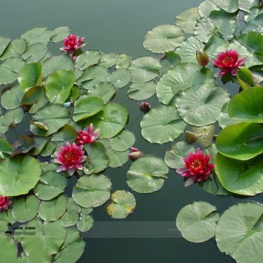 Rare 1 Professional Pack, 1 seed / pack, Mini Dark Red Bonsai Lotus Flower Seeds