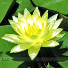 Rare 1 Professional Pack, 1 seed / pack, Golden Nelumbo Nucifera Lotus Flowers Pond Plants