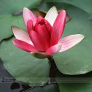 Rare 1 Professional Pack, 1 seed / pack, Red Night Water Lily Seeds