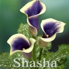 Rare Calla, Purple & Khaki 100 seeds