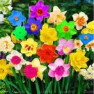Rare Rainbow Narcissus Flowers 200 seeds