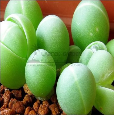 Rare 1Professional Pack, 20 Seeds / Pack, Exterior Loveliness Gibbaeum Heathii Flower
