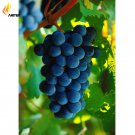 Rare Xinjiang Summer Black Grape Fruits, 15 Seeds