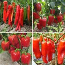 Rare Heirloom Red Long Sharp Sweet Bell Pepper 20+Seeds