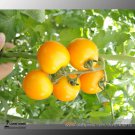 Rare Organic Yellow Truss Tomato Middle-sized Fruits 100 Seeds