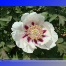 Rare 'Hua Ban' White Peony Flower with Red Spot Shrub 100 Seeds