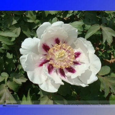 Rare 'Hua Ban' White Peony Flower with Red Spot Shrub 100 Seeds