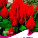Rare Celosia Argentea Red Plumed Cockscomb Annual Bonsai Flower 50 Seeds