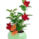 Rare Mandevilla Sanderi Bonsai, Red 100 seeds