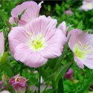 Rare Oenothera Biennis, Pink 100 Seeds