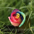 Rare 1 Professional Packs, approx 50 Seeds Rainbow Rose Shrub Flower Seed