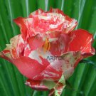 Rare ORANGE INTUITION ROSE, ROSE BUSH STRIPED 400 seeds