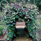 Rare Ruby Moon Red Hyacinth Bean Seeds, 8 Seeds, organic vegetables