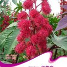 Rare 5 Original Packs, 6 seeds / pack, Red Castor Oil Plants, Herbs Ricinus Communis