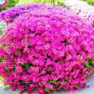 Rare Azalea Rhododendron, Purple 100 seeds