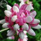 Rare BELLFARM Coronilla Varia Heirloom Bonsai Flowers, 50 seeds