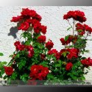 Rare Red Polyantha Rose Multiflora Plant Flower Seeds, Professional Pack, 50 Seeds