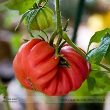 Rare 'Zapotec Ruffled' Old Rare Mexican Organic Heirloom Tomato Seeds, Professional Pack, 100 Seeds