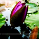 Rare 1 Professional Pack, 1 seed / pack, Purple Water Lily Pond Bud Flower Seed