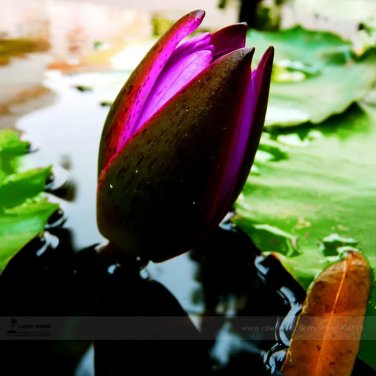 Rare 1 Professional Pack, 1 seed / pack, Purple Water Lily Pond Bud Flower Seed