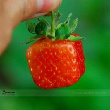 Rare Square Red Strawberry F1 Seeds, Professional Pack, 100 Seeds