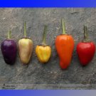 Rare Chinese Five Colour Little Hot Peppers Seeds, Professional Pack, 50 Seeds