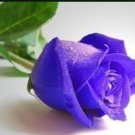 Rare 1 Professional Packs, 500 Seeds/Pack, Pure and Fresh Purple Rose Seeds