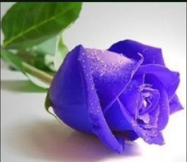 Rare 1 Professional Packs, 500 Seeds/Pack, Pure and Fresh Purple Rose Seeds