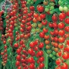 Rare Dolce Vita Organic Tomato Seeds, Professional Pack, 100 Seeds