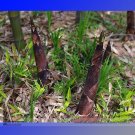 Rare Chinese Thin Bamboo Shoots Vegetable Seeds, Professional Pack, 30 Seeds