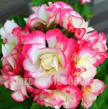 Rare Geranium, Rose Pink & Milky Yellow 200 seeds