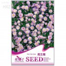 Rare Aster Flower Seeds, Original Package, 50 seeds