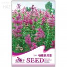 Rare Pink Butterfly Sage Flowers seeds, Original Package, 50 seeds