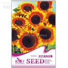 Rare Melampodium Paludosum Flower Seeds, 20 seeds,