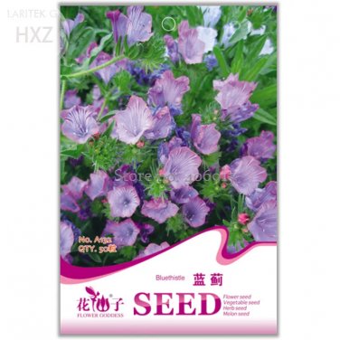Rare Candytuft Seeds Fragrant Iberis Amara Room Flower Bee Seeds, 50 seeds