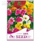 Rare Nemesia Strumosa Flower Seeds, Original Package, 30 seeds