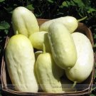 Rare 10 Seeds / Pack, White Ultra Rare Bitter Melon Bitter Gourd