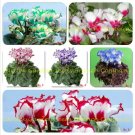 Rare 180 Seeds, 6 Types Cyclamen Flowers, 30 seeds