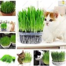 Rare Cat Grass 1000 seeds