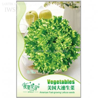 Rare American Fast-growing Lettuce Seeds, Original Pack, 120 seeds