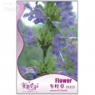 Rare Woodruff Seeds Aromatic Blue Small Flower Seeds, Original Pack, 60 seeds