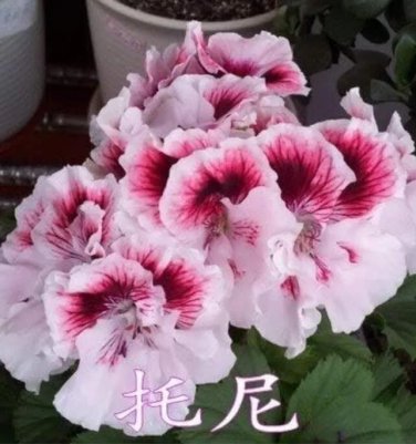 Rare Geranium Pelargonium, Light Pink with Dark Red Centre 5 seeds