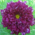 Rare 100% Genuine Purple (Mixed) Cosmos Bipinnatus Coreopsis Cosmos 20 seeds