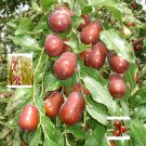 Rare 1 Professional Pack, 20 seeds /pack, Ziziphus mauritiana Fruit Tree Seeds